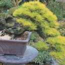 송백 Daum카페