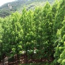 장태산 휴양림과 뿌리공원, 옥천 육영수여사 생가 이미지