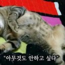 보리보리쌀 네이버블로그