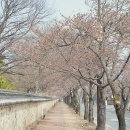 교통정보CCTV-제1산업단지사거리 | 2026 경주 보문단지 벚꽃 완벽 가이드: 개화 시기부터 현지인만 아는 포토존까지