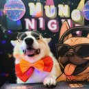 놀러오개 애견유치원 애견호텔 동대문점 이미지