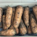 효동농장 | 제주흙당근 신선한 산지직송 제주향기 효동이네감귤(당근)