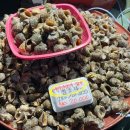 일동회직판장 | 서울근교 갈만한곳 김포 대명항 수산시장 수산물타운 젓갈 구입 후기