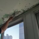 청솔바이오 이미지