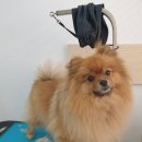 뷰티 in 독 이미지