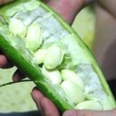 장평농원 이미지