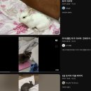 모서동물병원 | 🐰 토끼 키우기 용품 추천｜8년차 토끼 집사가 정착한 용품 세팅 리스트 (케이지/건초통/그릇/매트/방석...