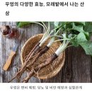 우엉의 영양효능과 맛, 입맛 돋구는 레시피까지 이미지