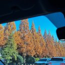 자연펜션 | 대구 근교 글램핑 밀양 자연풍경펜션글램핑 내돈내산 후기