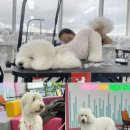 계룡애견 이미지