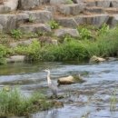 보나미(BON AMI) 이미지