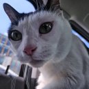 참사랑동물병원 | 정집사일상/ 고양이 미추탈골 병원방문후기 + 포천사랑동물병원