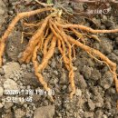 일철농장 이미지