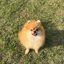 오멍가멍 애견카페&호텔 | 제주 애견카페 오멍가멍 애견카페 &amp; 애견호텔 위치주차영업시간 알아보기