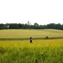 밀밭사이 이미지