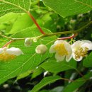 개다래 효능＜통풍/신장치료＞ 이미지