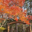 오대산 금빛펜션 | [평창오대산근처펜션] 오대산 금빛동 금빛펜션