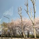 [임신일기#14] 임신 35주 :: 산본제일병원 수축검사 · 조기수축 · 싸르르 통증 · 밑빠짐통증