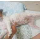 강냉이PC 이미지