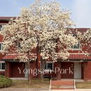 새벽 목련 | 서울 용산공원 미군기지 목련 명소 3/27 봄나들이 후기 (+ 입구 가는법, 주차 정보)