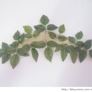 천원세탁소 이미지