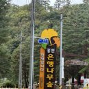 은행나무로 | [홍천] 홍천 은행나무숲 (25.10.08 방문 후기)