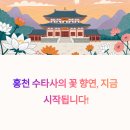 황산도 옛길 테마거리 | 홍천 수타사: 불두화와 작약꽃 만개!, 꽃 명소! (수타사농촌테마공원,공작산)