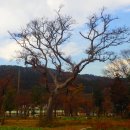신전앵간다숲