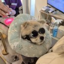 한걸음 동물병원 이미지