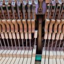 샬롬음악학원 이미지