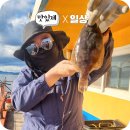 원전펜션 | 마산 원전항 해상펜션 봄도다리 낚시 갔다 문어잡은 반전사연