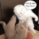 쇼핑가장