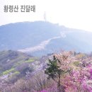 부산 황령산 진달래와 벚꽃산행 이미지