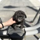 로얄독강아지분양 | 송파강아지분양 최고 선택 요미독 안산점 솔직 후기