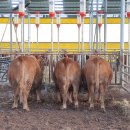 조원진농장 이미지