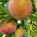 청송외갓집 이미지