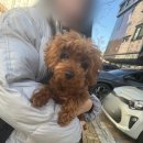 부산펫택시그린 이미지