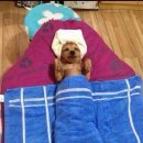 개팔자 상팔자 이미지