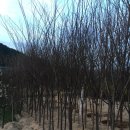 느티농원 이미지