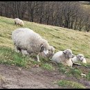 가야목장 이미지