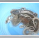 낙지힘낙지 이미지