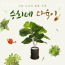 승희네 다육이 이미지