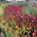 그늘막47 | 가을철 여수 여행 가볼만한곳 순천만국가정원 방문 후기, 주차장 입장료 식물원 세계전통정원