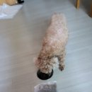 까까요 dog 이미지