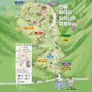 "5회 연속 이름 올린 숲이라니" 매년 43만 명 찾는 69만 그루 자작나무 군락지 이미지