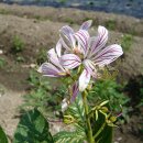 화계농장 이미지