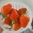 장대길 | 서울근교 딸기체험 | 세돌 아이와 다녀온 고양 봄봄농원 내돈내산 후기(가격•꿀팁•세척법)
