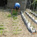 가덕농장 이미지