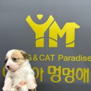 야옹아 멍멍해봐 멍멍스타일 이미지