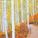 "피톤치드 쏟아지는데 심지어 무료라니"... 69만 그루 자작나무가 만든 단풍 여행지 이미지